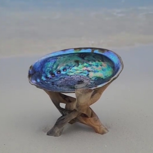 Abalone Shell