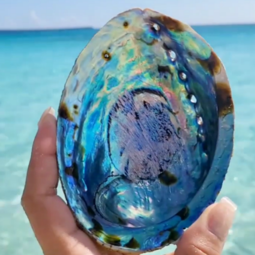 Abalone Shell