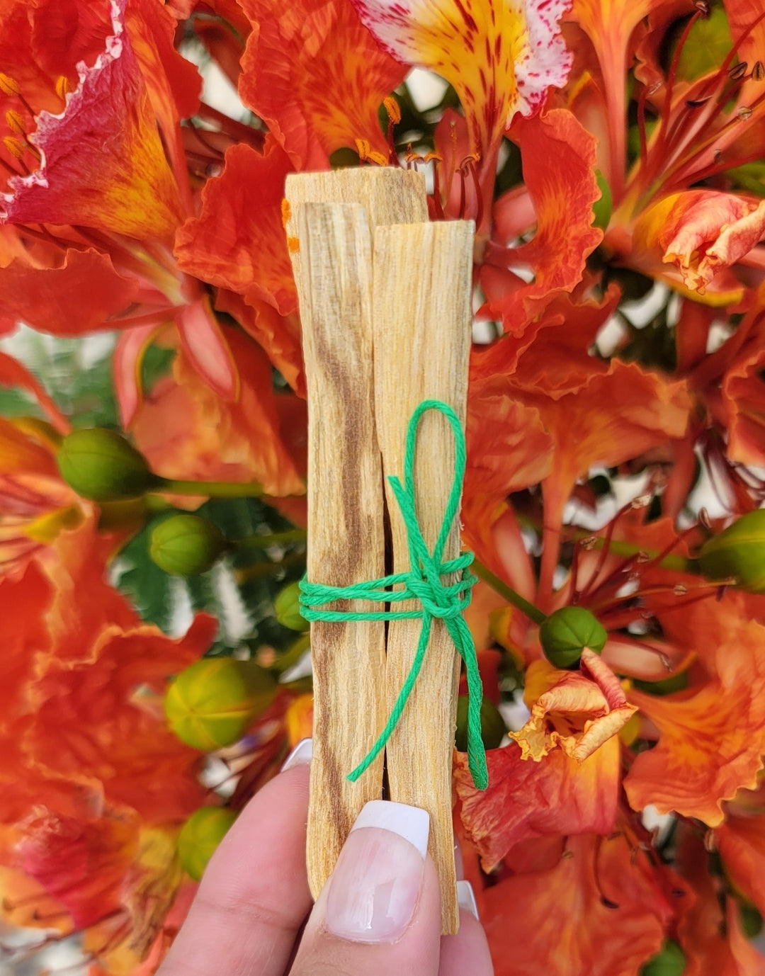 Palo Santo/ Holy wood bundle